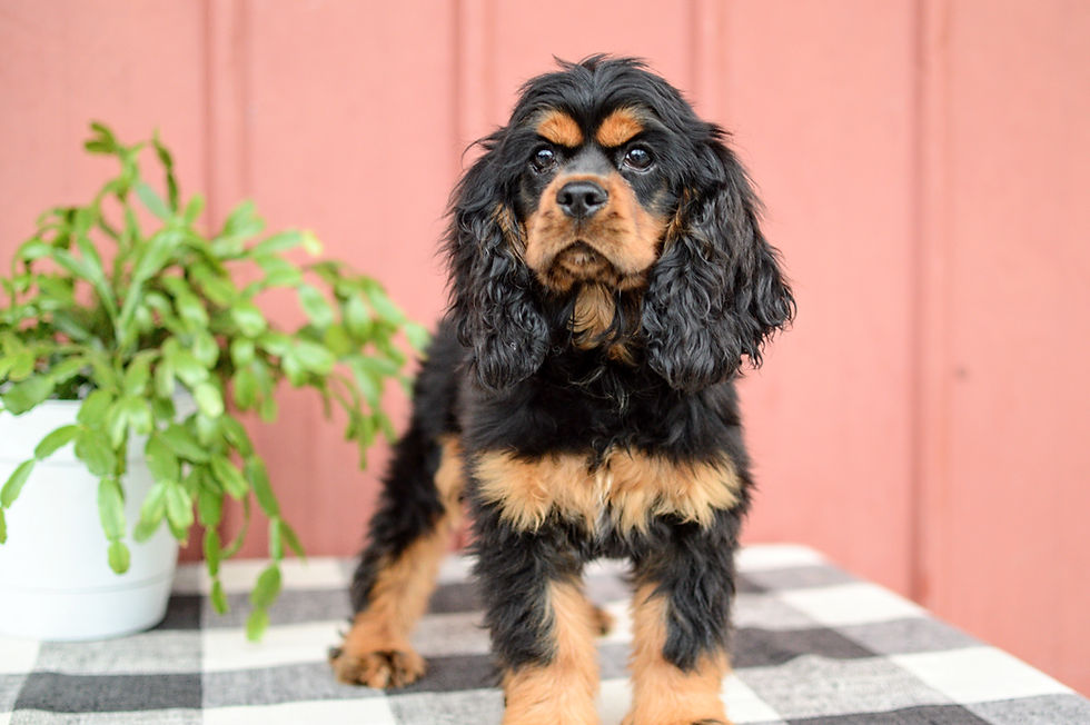 Cocker Spaniel Puppy For Sale