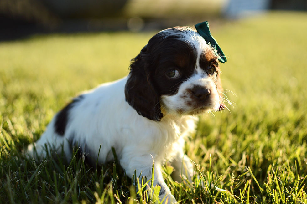 Thumbnail: Cocker Spaniel Puppy For Sale