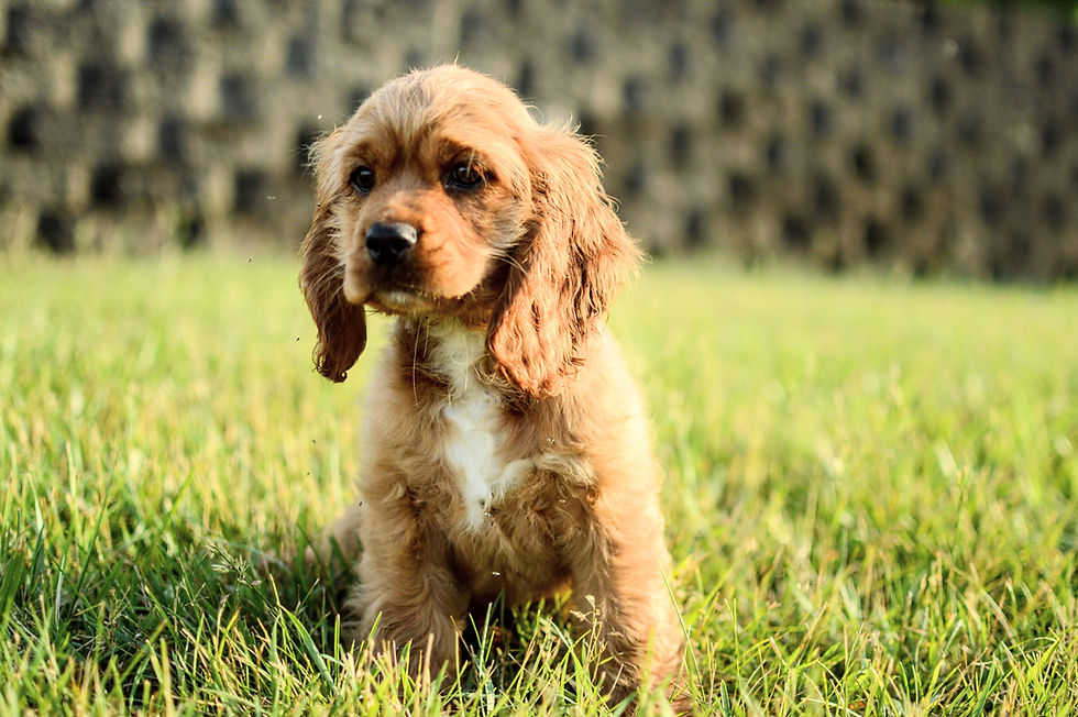 Thumbnail: Cocker Spaniel puppy For Sale