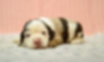 Cocker Spaniel Puppy For Sale