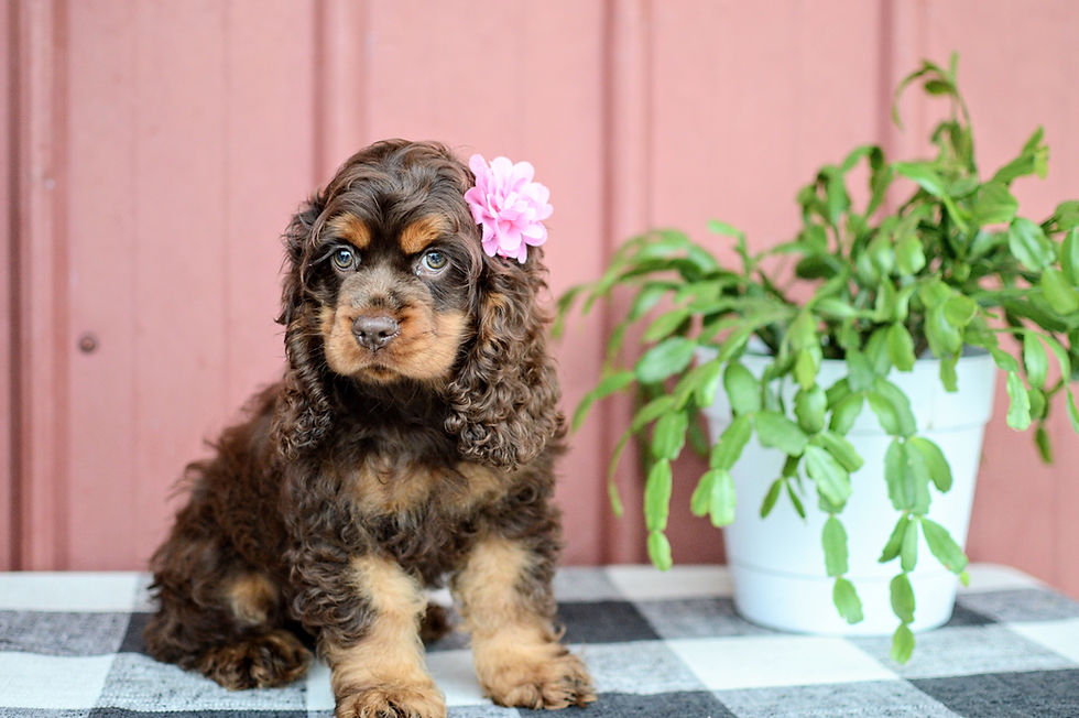 Thumbnail: Cocker Spaniel Puppy For Sale