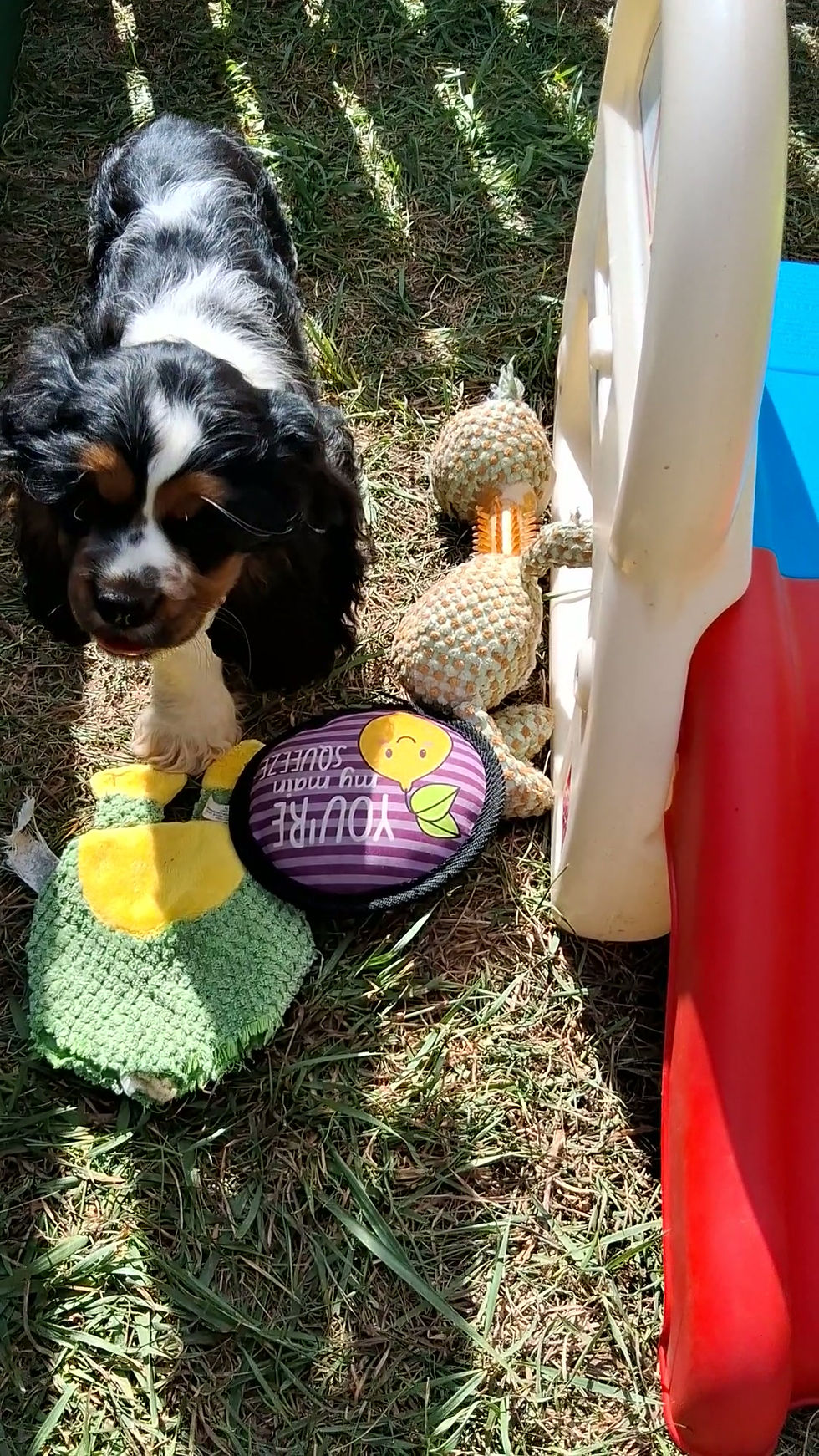 Cocker Spaniel Puppy for Sale
