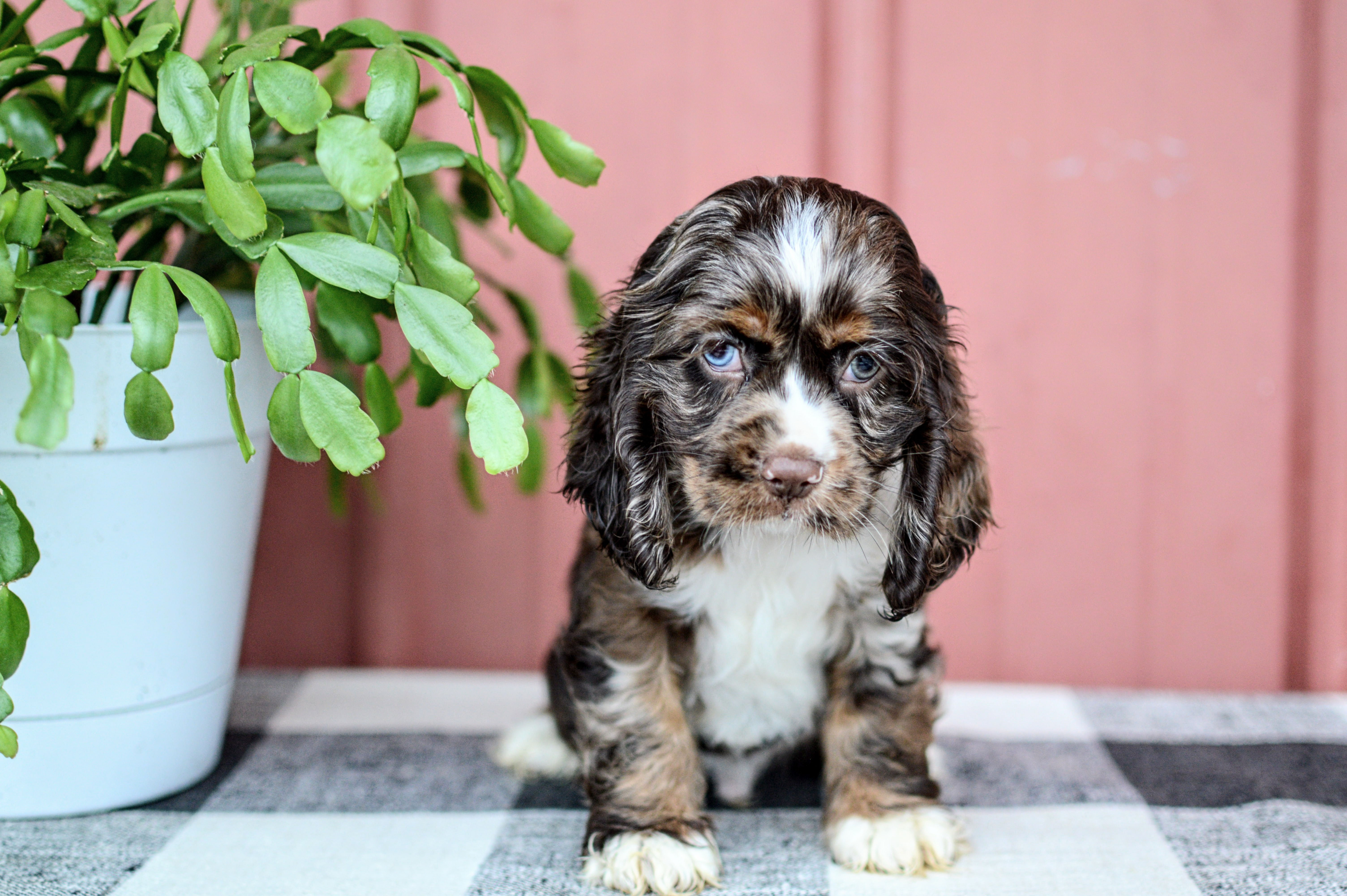 Cocker Spaniel Puppy For sale