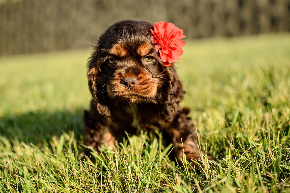 Cocker Spaniel Puppy For Sale