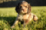 Cocker Spaniel Puppy For Sale