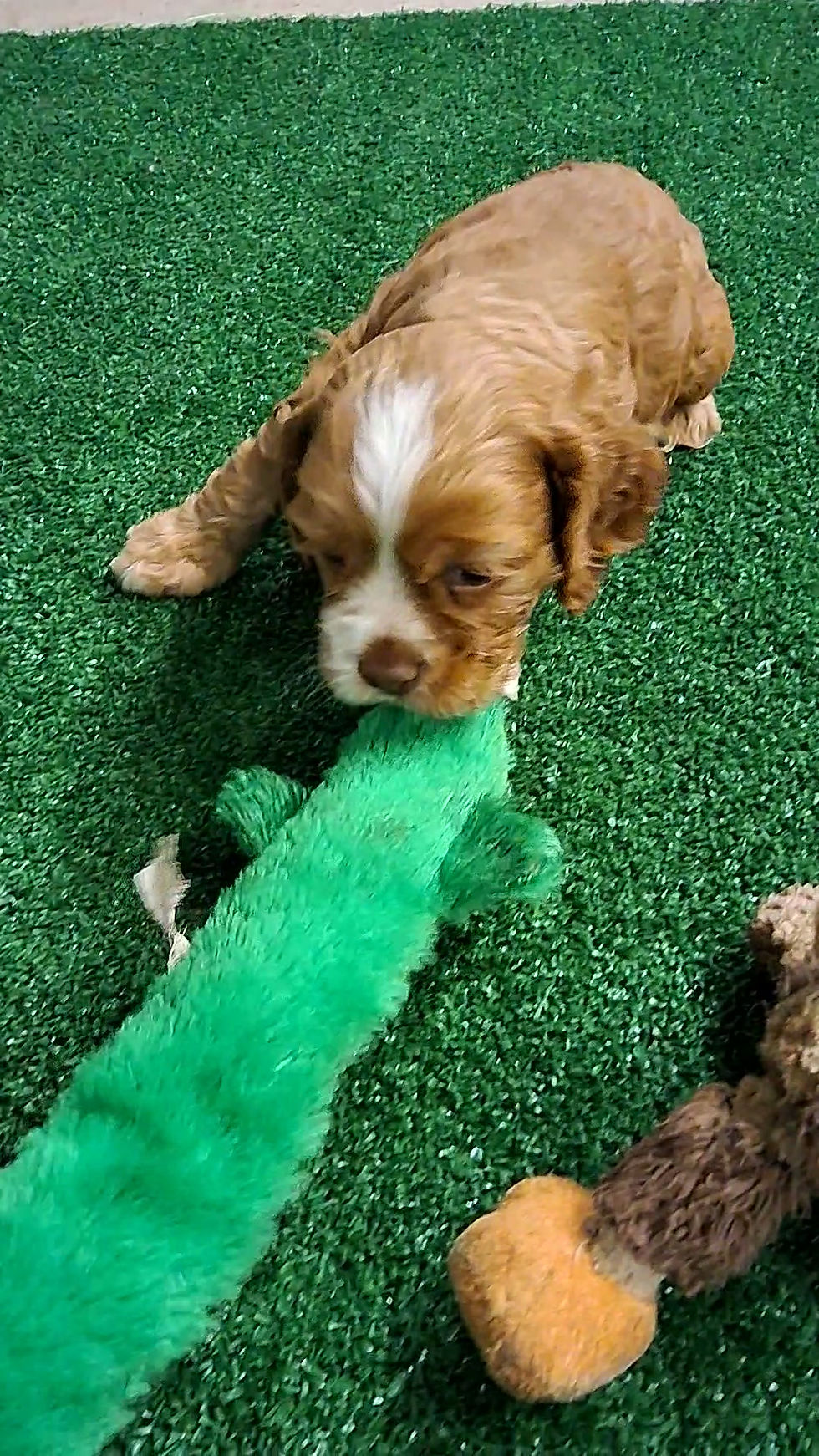 Cocker Spaniel Puppy For Sale
