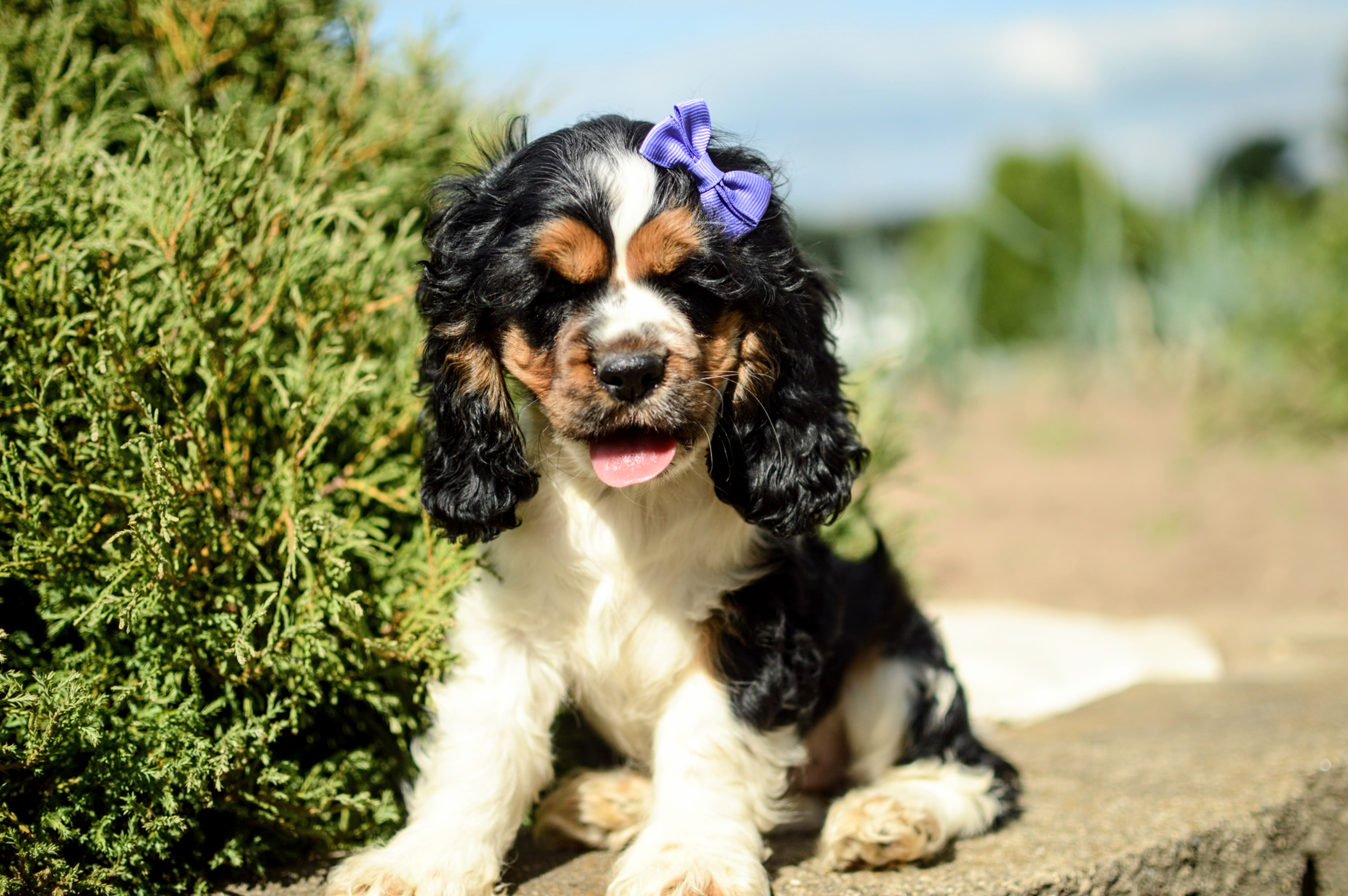 Cocker Spaniel Puppy for Sale