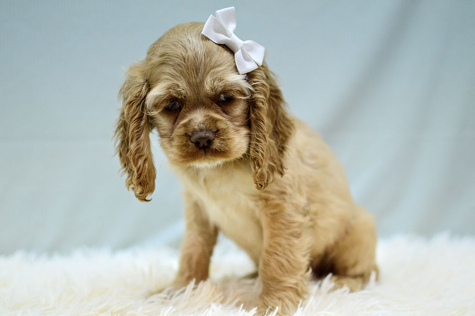 Thumbnail: Cocker Spaniel Puppy For Sale