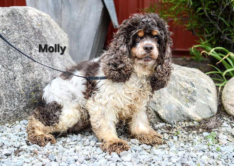 Thumbnail: Cocker Spaniel puppy for sale