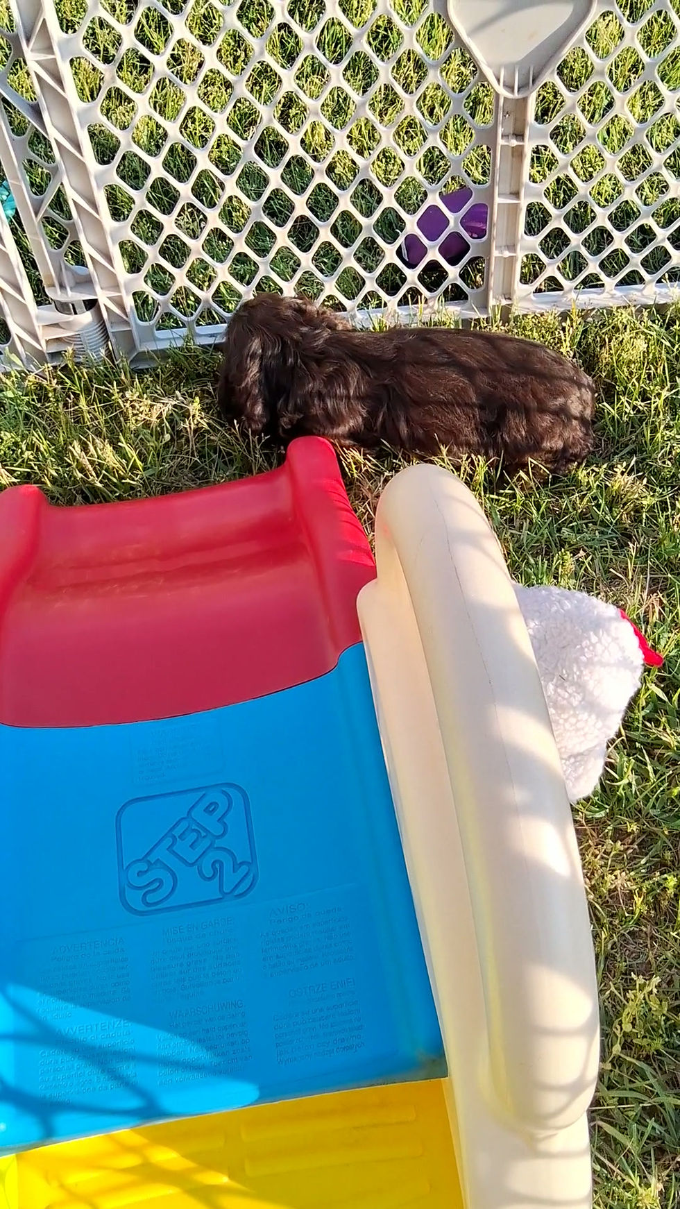 Cocker Spaniel Puppy For Sale