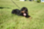 Cocker Spaniel Puppy for sale