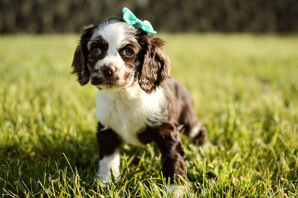 Cocker Spaniel Puppy For Sale
