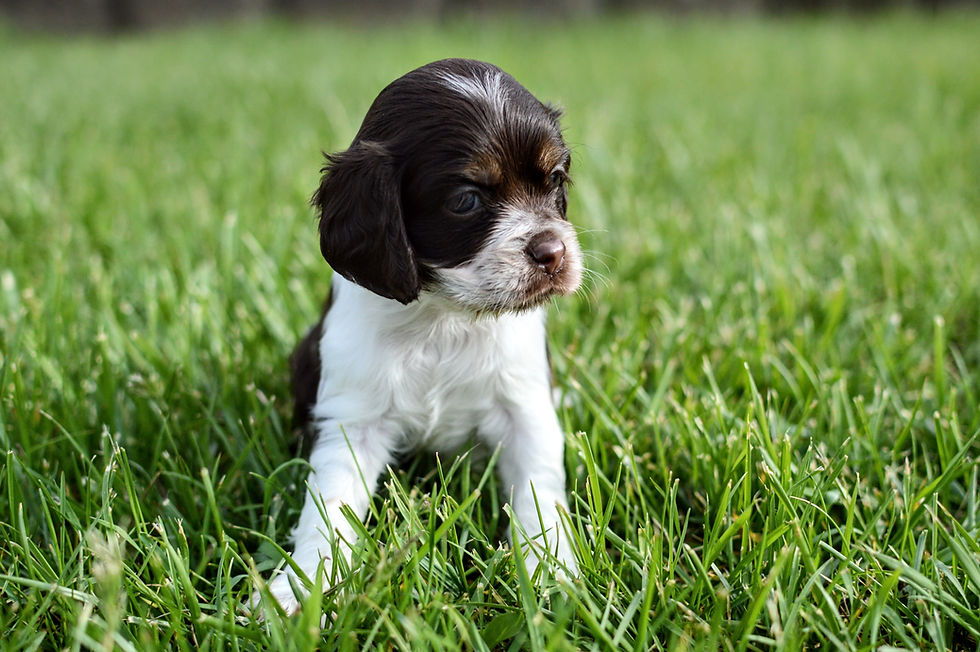 Cocker Spaniel Puppy For Sale