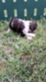 Cocker Spaniel Puppy For Sale