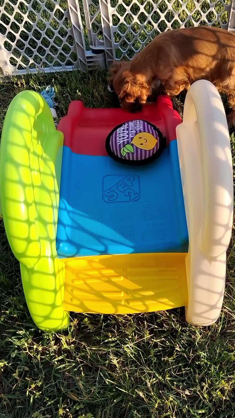 Cocker Spaniel Puppy For Sale