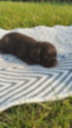 Cocker Spaniel Puppy For Sale