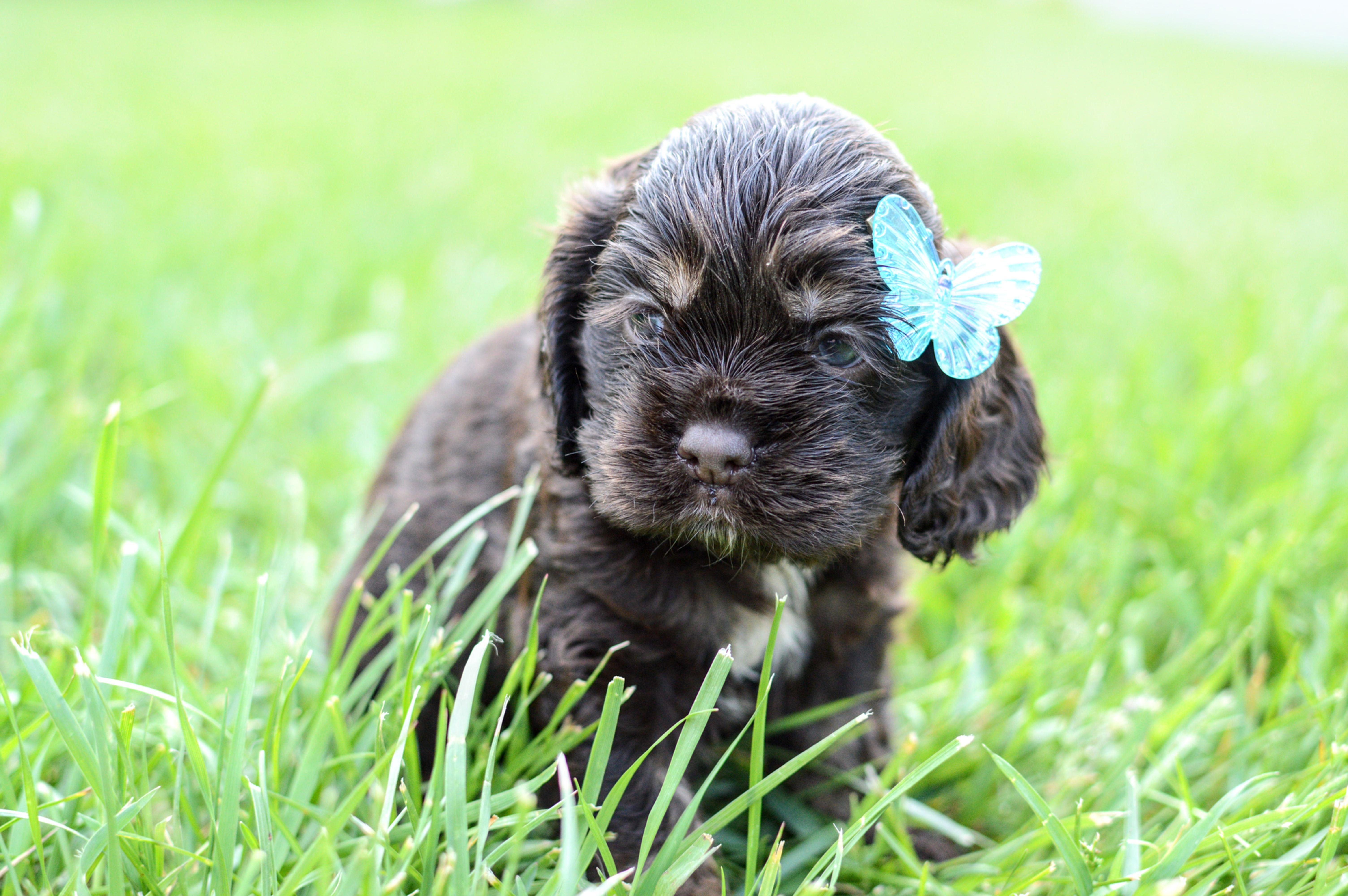 Cocker Spaniel Puppy For Sale