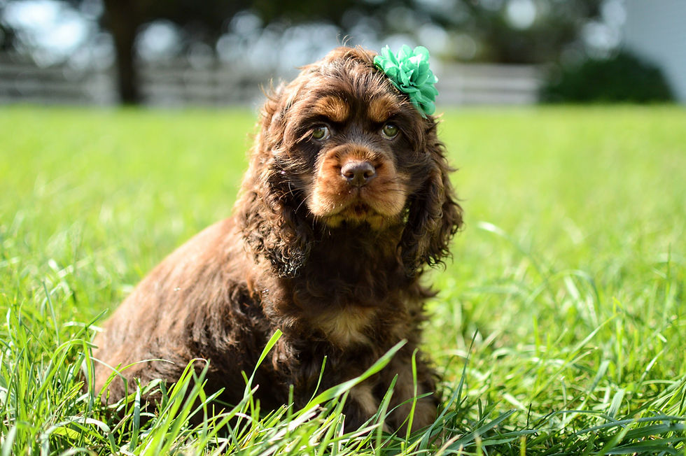 Thumbnail: Cocker Spaniel Puppy For Sale
