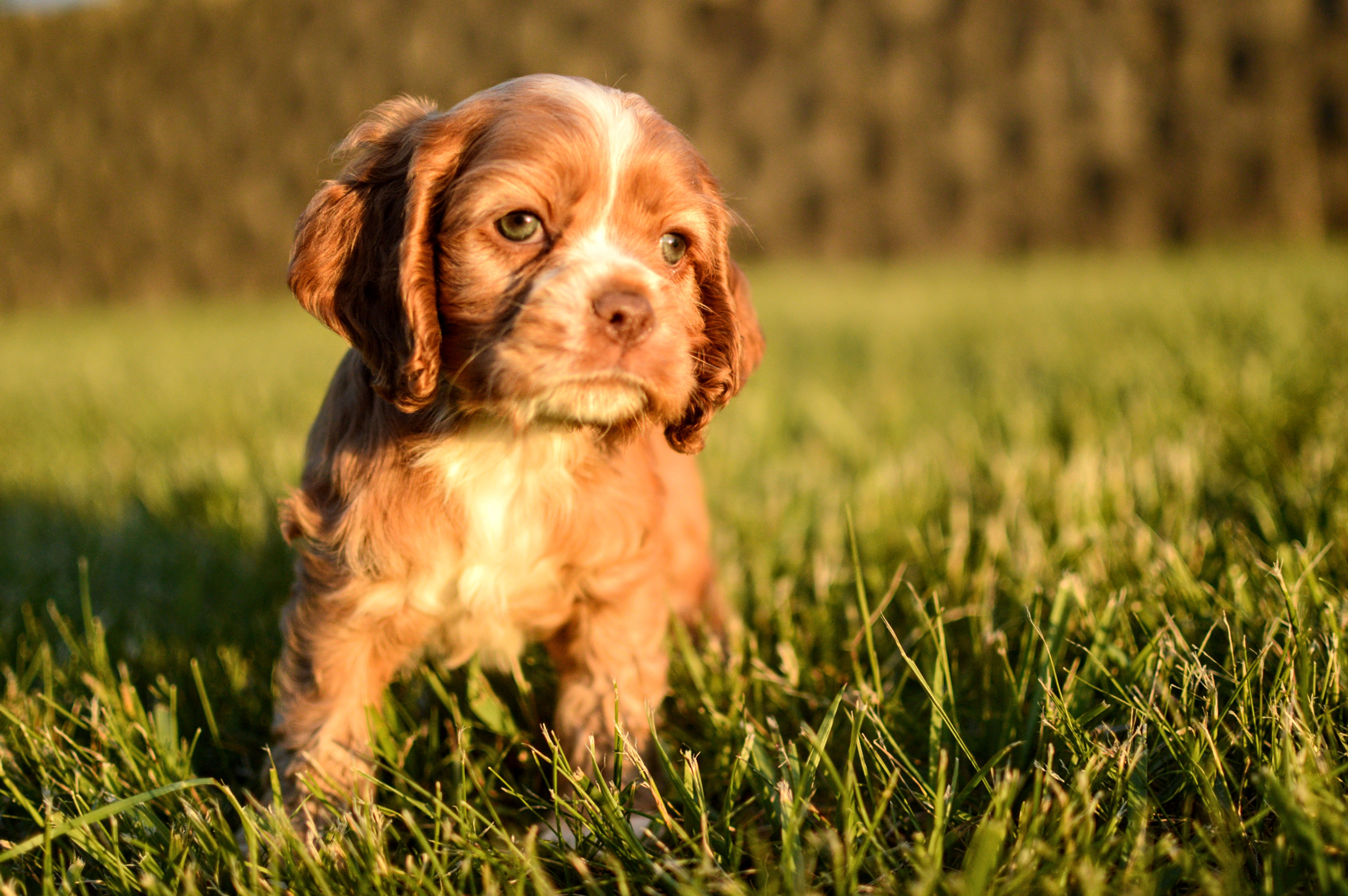 Cocker Spaniel Puppy For Sale