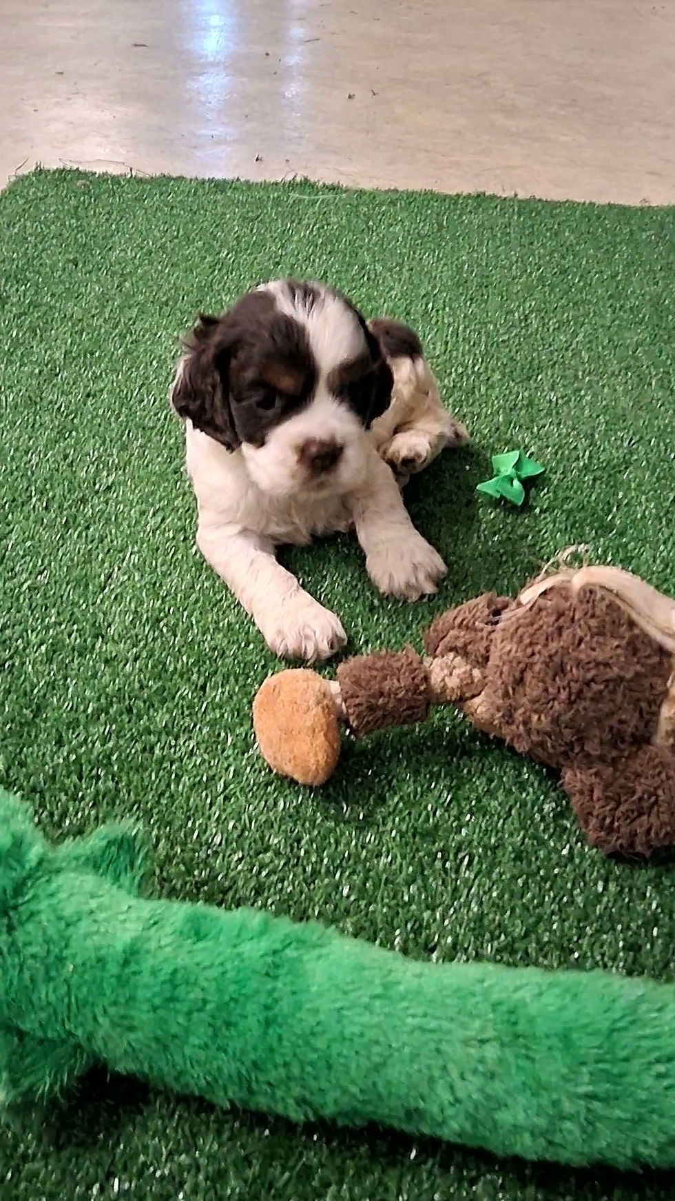 Cocker Spaniel Puppy For sale