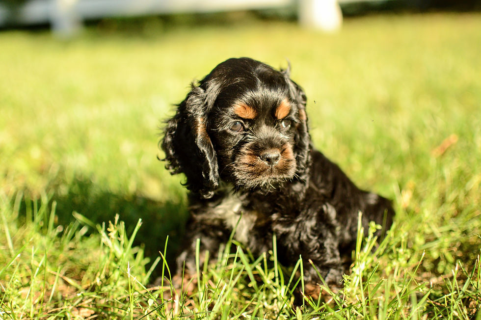 Cocker Spaniel Puppy For Sale