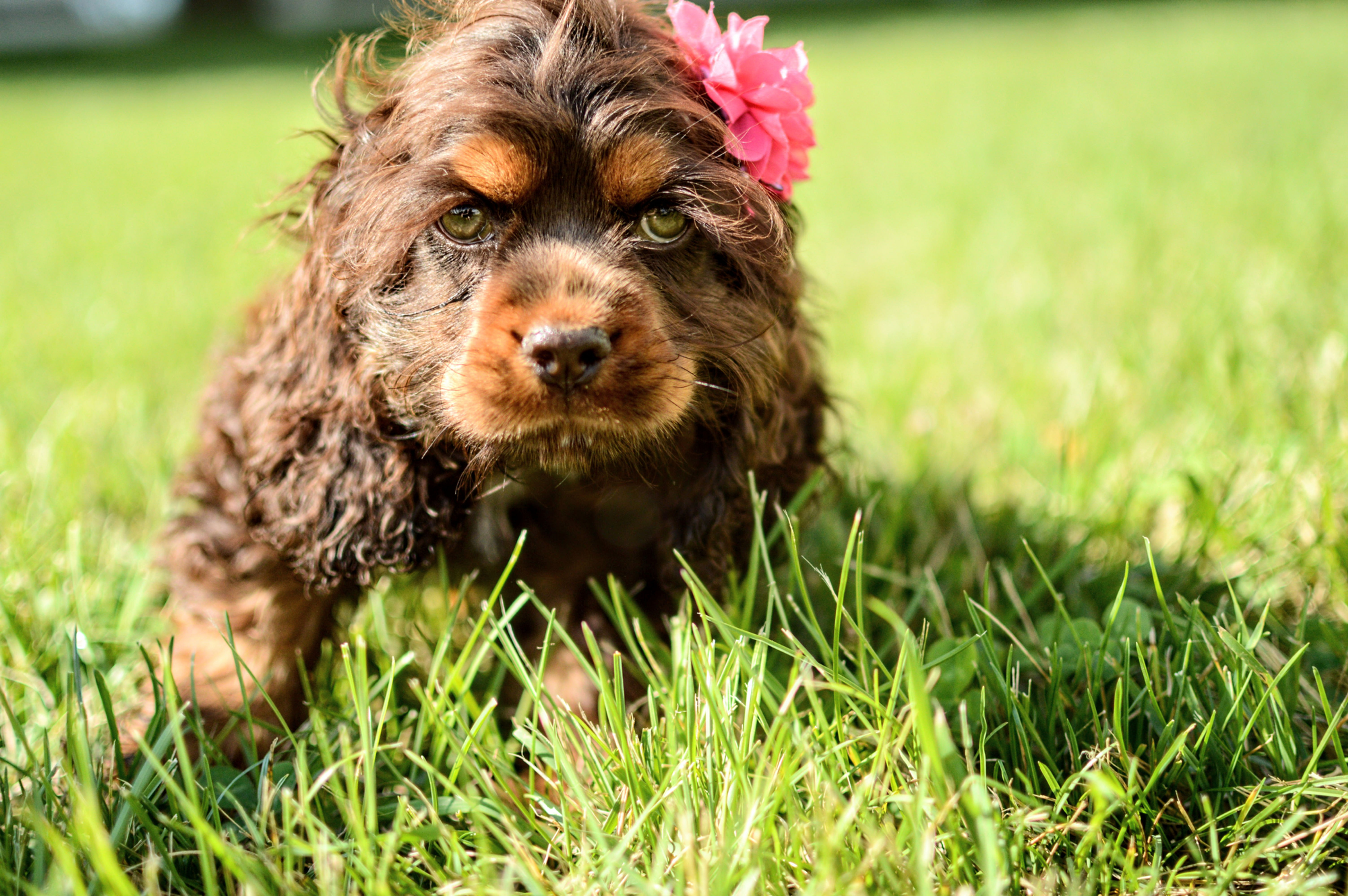 Cocker Spaniel Puppy For Sale