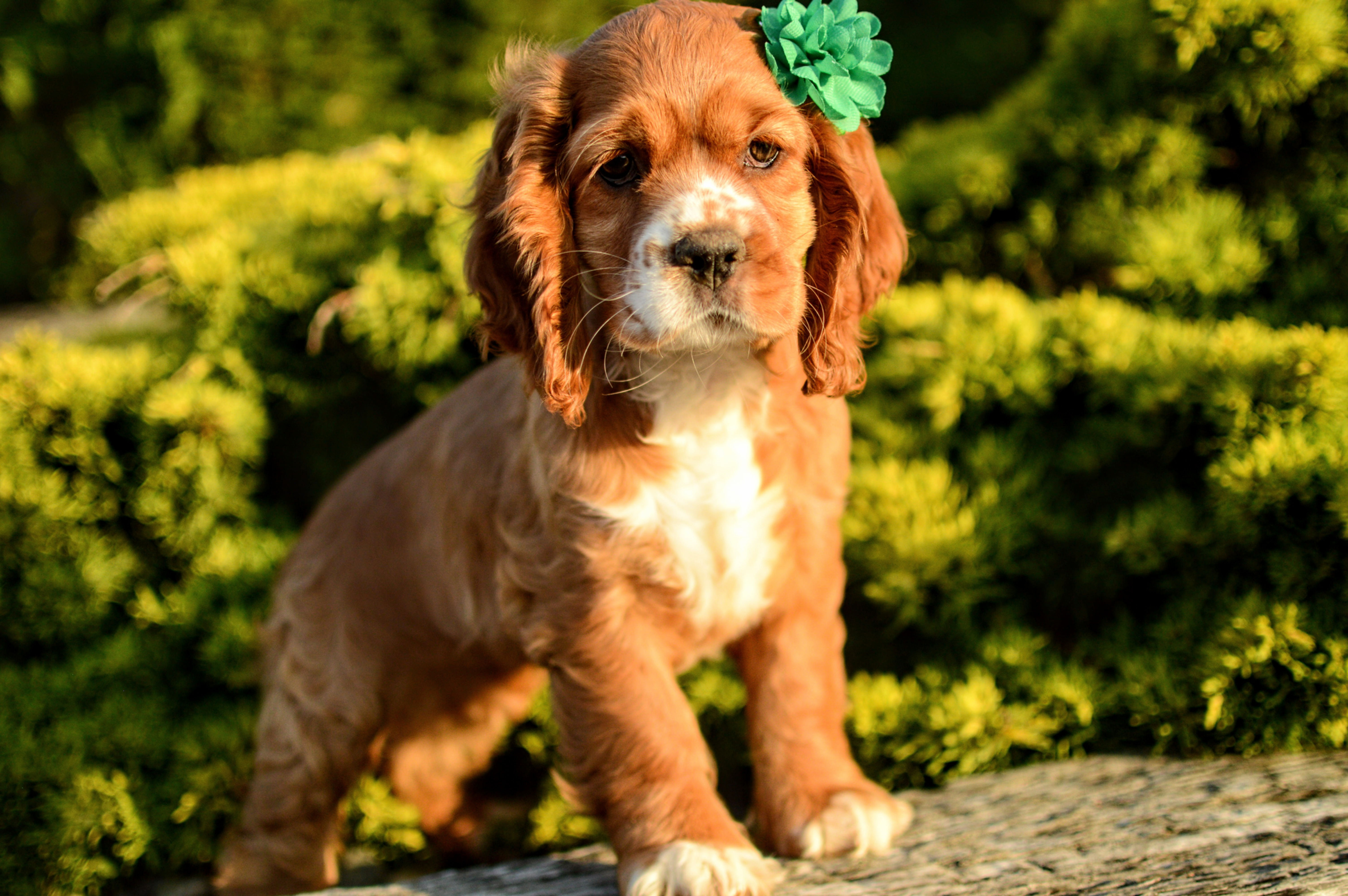 Cocker Spaniel Puppy For Sale