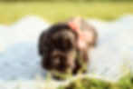 Cocker Spaniel Puppy For Sale