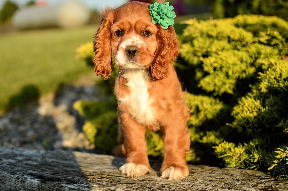 Thumbnail: Cocker Spaniel Puppy For Sale