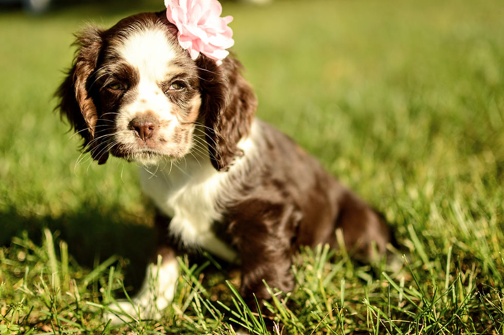 Cocker Spaniel Puppy For Sale