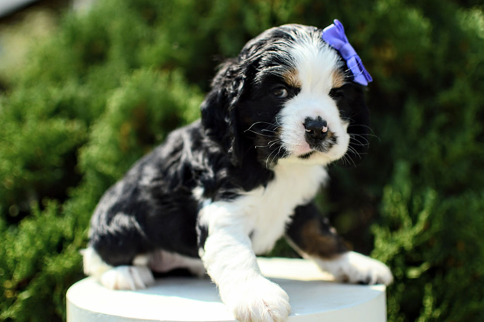 Thumbnail: Cocker Spaniel Puppy For Sale