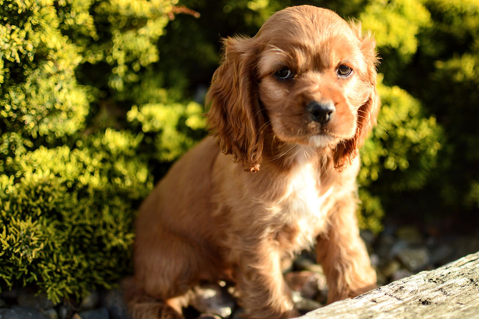 Cocker Spaniel Puppy For Sale