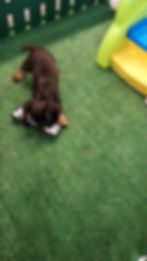 Cocker Spaniel Puppy For sale