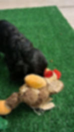 Thumbnail: Cocker Spaniel Puppy For Sale