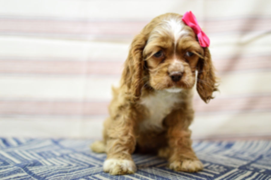 Cockerspaniel Puppy For Sale