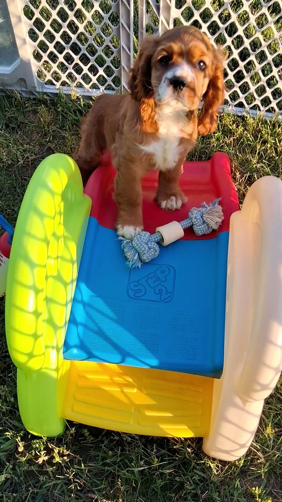 Thumbnail: Cocker Spaniel Puppy For Sale