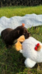 Cocker Spaniel Puppy For Sale