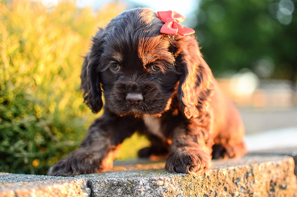 Thumbnail: Cocker Spaniel Puppy For Sale