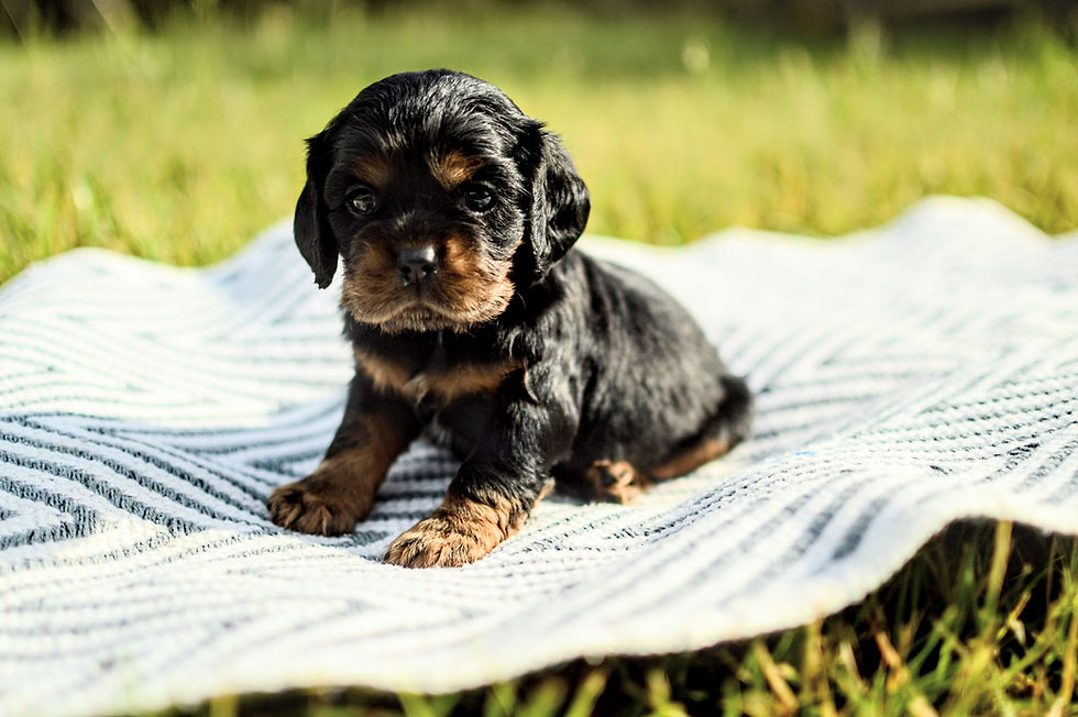 Cocker Spaniel Puppy For Sale