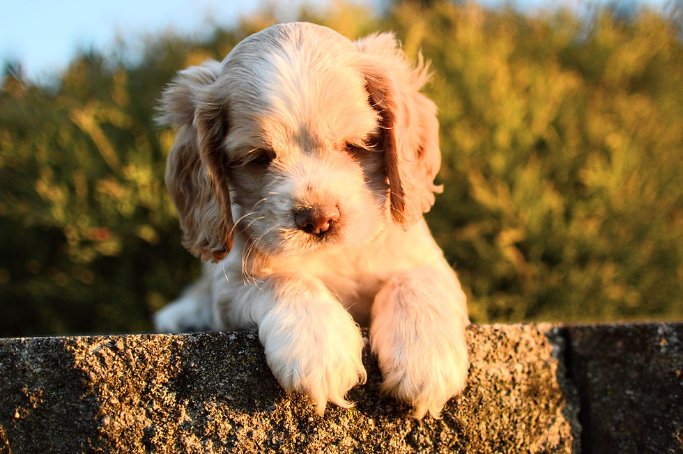 Thumbnail: Cocker Spaniel puppy for sale