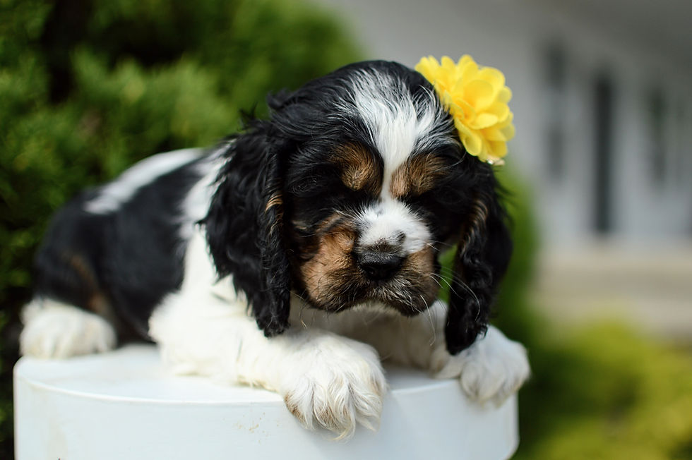 Thumbnail: Cocker Spaniel Puppy For Sale