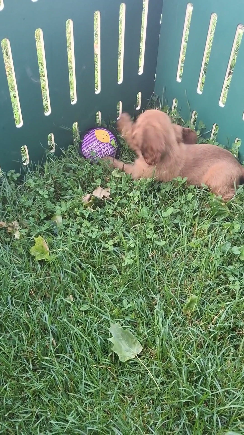 Cocker Spaniel puppy For Sale