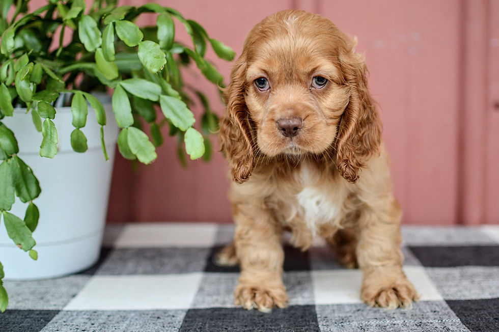 Cocker Spaniel Puppy For Sale