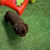 Cocker Spaniel Puppy For Sale