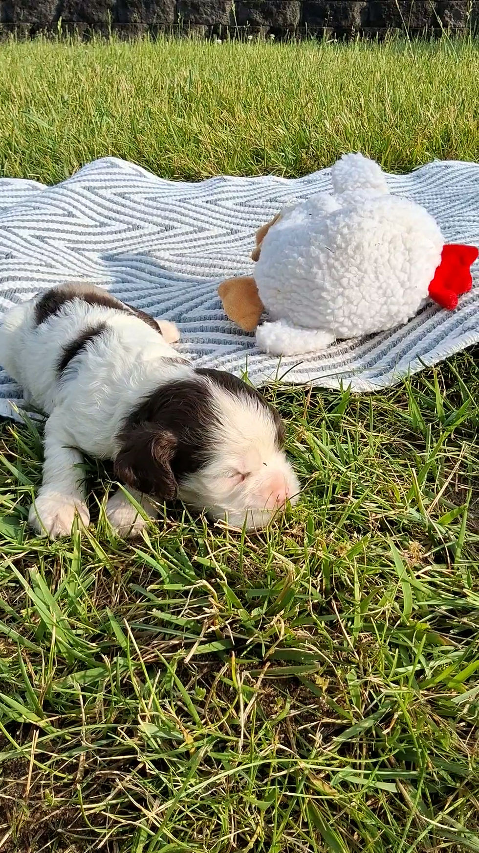 Cocker Spaniel Puppy For Sale