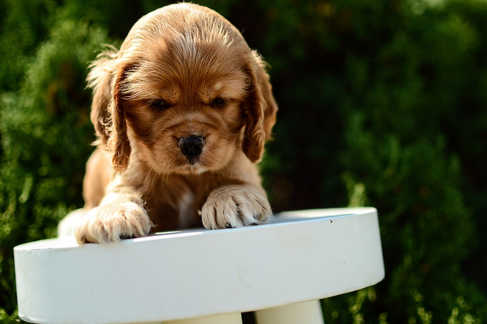 Thumbnail: Cocker Spaniel puppy For Sale