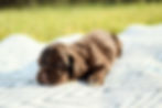 Cocker Spaniel Puppy For Sale