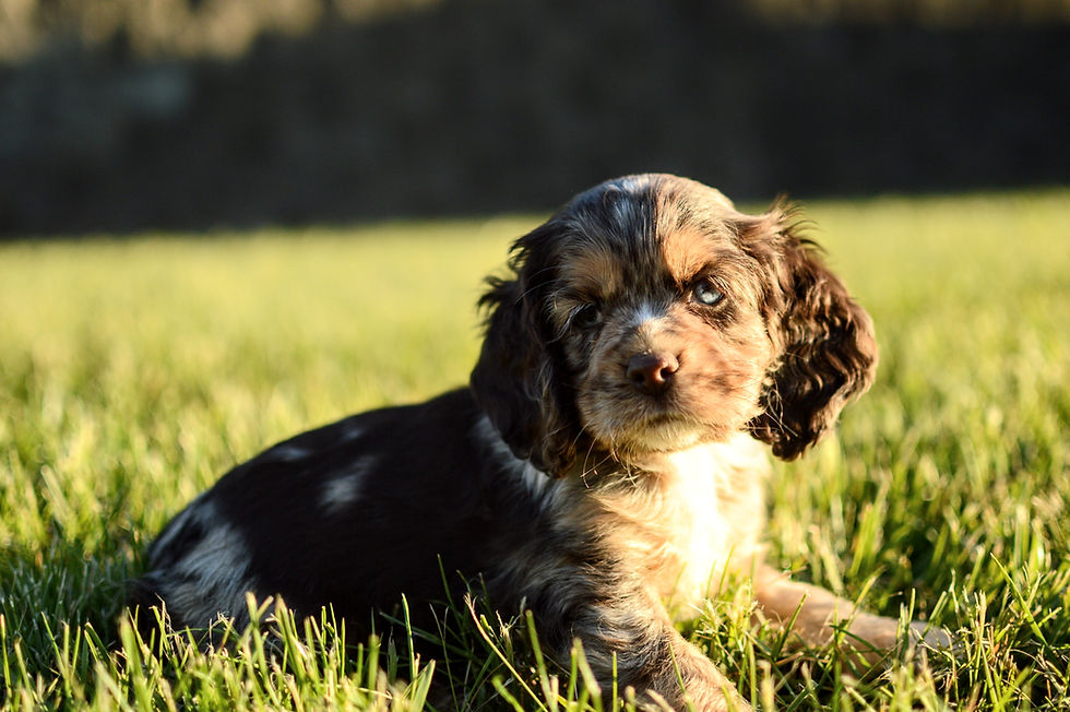Thumbnail: Cocker Spaniel Puppy For Sale