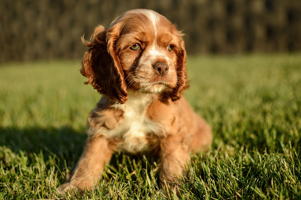 Cocker Spaniel Puppy For Sale