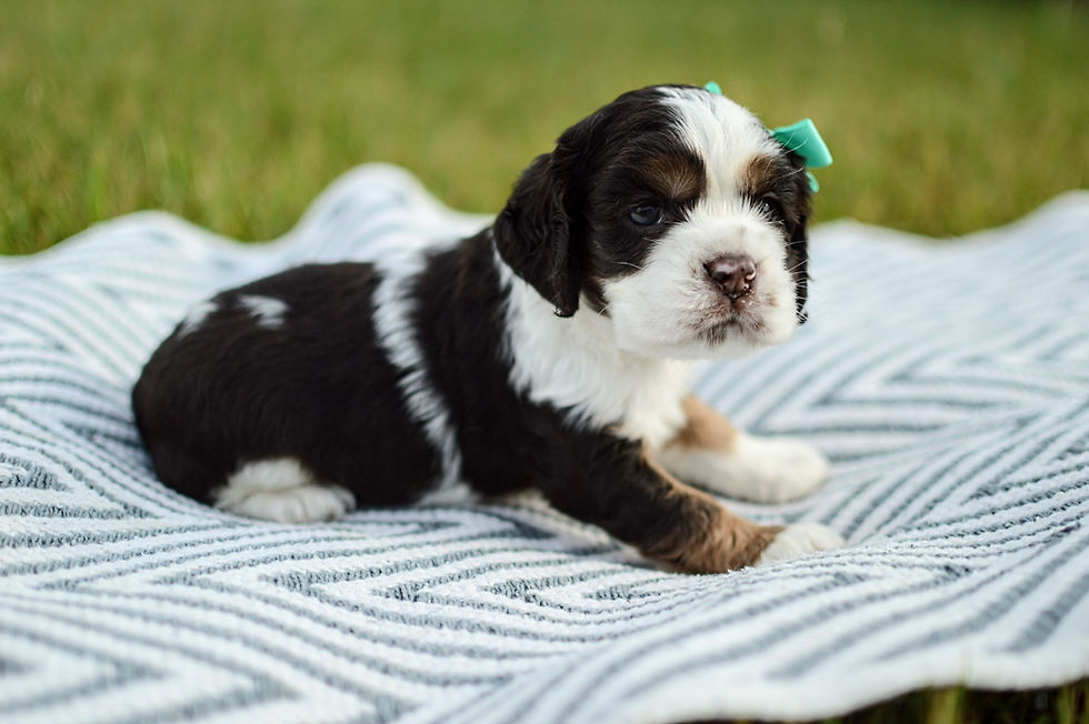 Cocker Spaniel Puppy For Sale